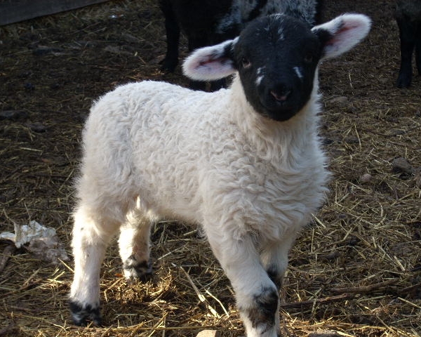 foto di agnello che è il piccolo della pecora in 