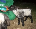 foto di piccolo agnello che beve il latte ,immagine di agnellino in fattoria,l'agnello sta vicino a mamma pecora per bere il latte ,dal latte di pecora si produce dell'ottimo formaggio detto pecorino.