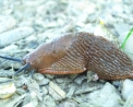 lumacone rosso arcon rufus lumaca mentre striscia,immagine di lumaca nell'orto,le lumache mangiano le foglie delle piante dell'orto,didattica in fattoria,agriturismi a varese,varese da gustare