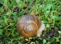 foto di lumaca o foto di chiocciola,immagine di chiocciola mentre striscia,le lumache e le chiocciole mangiano le foglie degli ortaggi,didattica in fattoria per animali,agriturismi in varese,varese da gustare