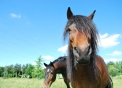 immagine di cavallo foto di un cavallo in una fattoria,nella fattoria didattica abbiamo tanti animali agrigelateria con gelato in fattoria e formaggio dal latte delle nostre mucche