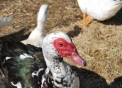 immagine di anatra muta foto di anatra muta maschio,nella nostra fattoria didattica abbiamo tutti gli animali della fattoria con agrigelateria gelato in fattoria e formaggio dal latte fresco delle nostre mucche