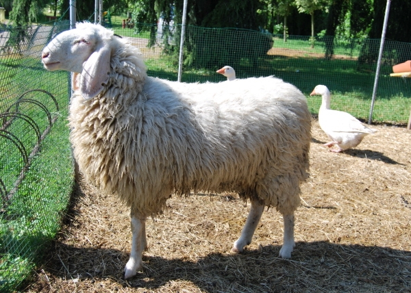 Immagini di Pecore e agnelli 