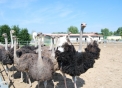 foto di struzzo,immagine di struzzi in una fattoria con animali,immagine di uova di struzzo in agriturismo..fattoria didattica con struzzi..foto di struzzo che corre..uova di struzzo