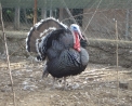 foto di tacchino in fattoria,immagine di tacchino nella fattoria didattica,i tacchini hanno carne prelibata le tacchine sono ottime chiocce,il maschio del tacchino fà una bella coda a ruota,il tacchino mangia di tutto dai vermi ai semi alle verdure