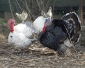 foto di tacchino in fattoria,immagine di tacchino nella fattoria didattica,immagine di tacchino nel pollaio...foto di tacchina con piccoli pulcini...tacchino maschio con coda a ruota