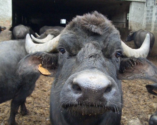 LA BUFALA il bufalo bufalino o annutolo