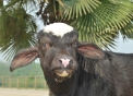 foto di bufala di razza mediterranea,immagine di bufali in una fattoria,dal latte delle bufale si ottiene dell'ottima mozzarella,ricotta e caciotta,a oleggio la fattoria delle bufale di facchi paolo e luciano,fattoria didattica con le bufale