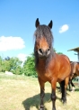 fattorie didattiche,foto cavallo in fattoria,agriturismi,disegni per bambini da colorare,prodotti tipici in fattoria