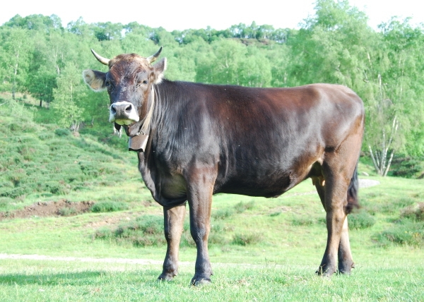 mucca di razza rendenale mucche di razza rendena 