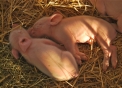 foto maialini,immagine di maialini che dormono vicino a mamma scrofa,animali fattoria in agriturismi bed & breakfast,fattorie didattiche con agrigelaterie gelato in fattoria