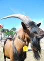 puliamo il mondo edizione 2012   bambini non buttiamo rifiuti per terra,fattorie pulite