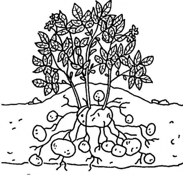 disegno da colorare di pianta di patatedisegno p