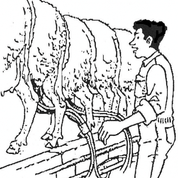 disegno mungitura delle pecore da coloraredisegn