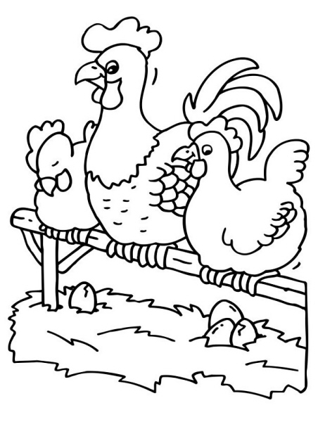 disegno galline e galli da coloraredisegno galli