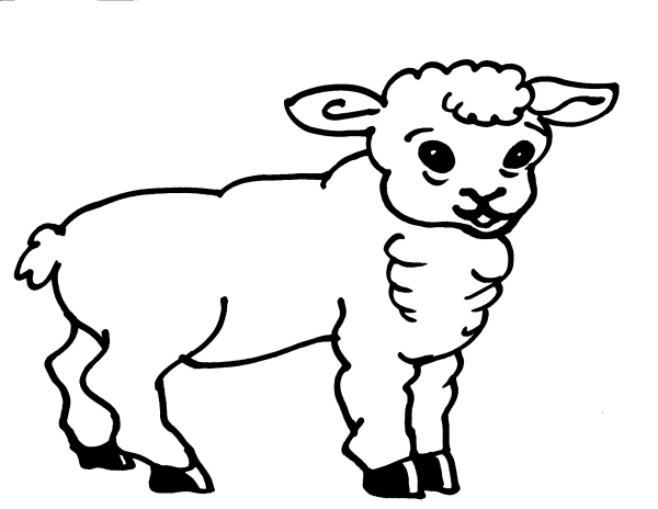 disegno agnello da coloraredisegno agnellino da 