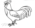 disegno gallo della fattoria da colorare..disegno gallo del pollaio da colorare..disegno faraona da colorare