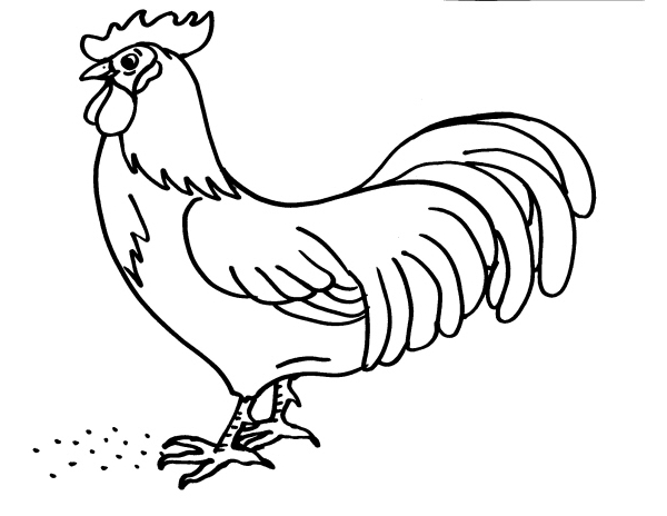 disegno gallo della fattoria da coloraredisegno 