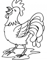 disegno grosso gallo da colorare in fattoria..disegno uccelli del pollaio da colorare..disegno struzzino da colorare