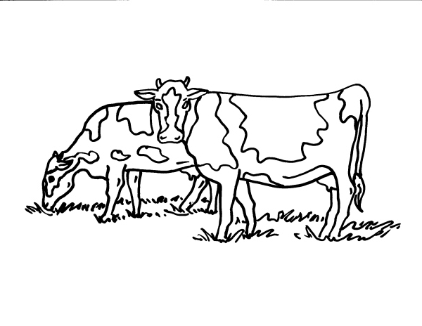 disegno mandria di mucche da coloraredisegno tor