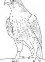 disegno aquila da colorare..disegno rapace da colorare..disegno aquila reale da colorare..falco da colorare