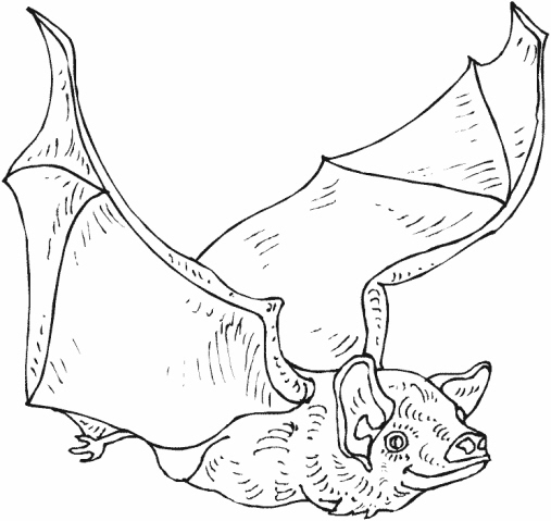 disegno pipistrello nella grotta da coloraredise