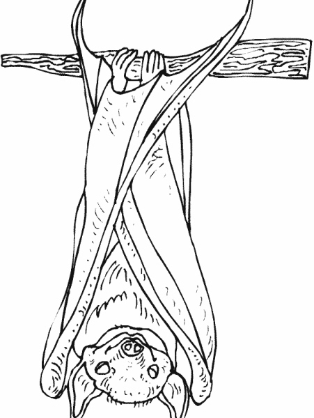 disegno pipistrello a testa in giu da coloraredi