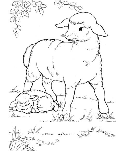disegno pecora con agnello da coloraredisegno ag