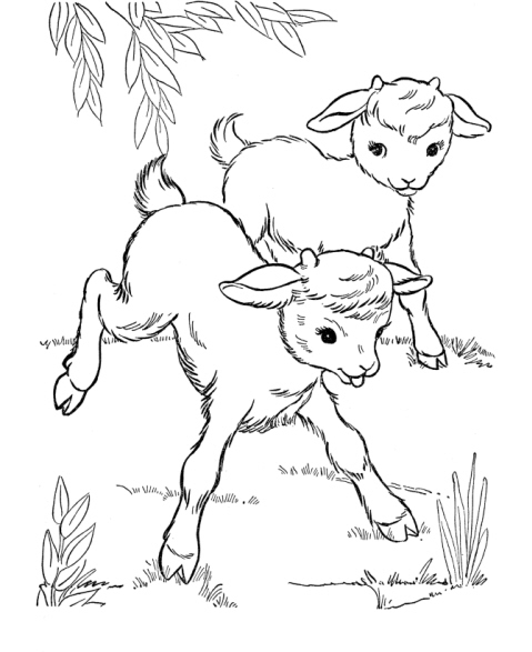 disegno di capretti da coloraredisegno di capre 