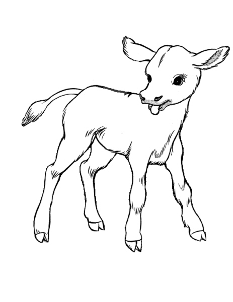 disegno annutolo da coloraredisegno vitello nato