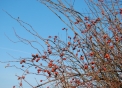 immagine di piccoli frutti selvatici..foto fi frutti selvatici rosa canina..la rosa canina produce frutti rossi e commestibili..fattorie didattiche