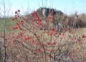 immagine di cespuglio di piccoli frutti selvatici di viburno..foto di piccoli frutti nutrimento per tanti uccelli in inverno..fattorie didattiche nel bosco