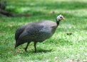 foto di faraona..immagine di faraona uccello colorato..cosa mangia la faraona?dove vive la faraona?sul sito bambiniinfattoria e lo saprai...