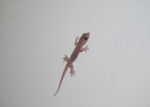 foto di un gecoimmagine di un geco sul muroi g