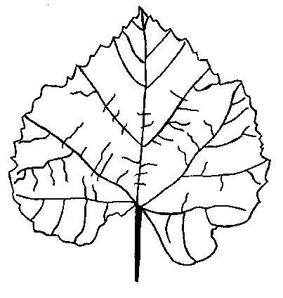 foglia da coloraredisegno di foglie del bosco da