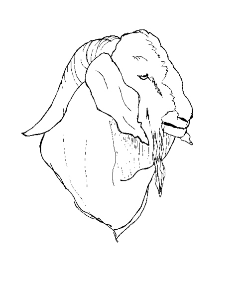 disegno testa di capra da coloraretesta di becco