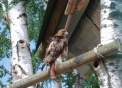 immagine di poiana..poiana uccello rapace diurno in fattoria didattica della lombardia..agriturismo con animali della fattoria e del bosco per bambini