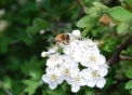 ape posata su un fiore..ape piena di polline e nettare sulle zampe..ape impollina i fiori della fattoria didattica