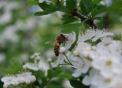 ape operaia posata su fiore per raccogliere il polline e il nettare del fiore..ape della fattoria didattica per bambini in provincia di milano