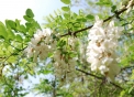 fiore di acacia di cui le api sono ghiottedai fi