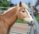 foto di animali della fattoria,fattorie didattiche:maiale,cavallo,puledro-stallone-cavalla ,il cavallo ha una lunga coda,il cavallo salta gli ostacoli,il puledrino è il piccolo del cavallo,bisogna bere il latte fresco appena munto,fattorie didattiche