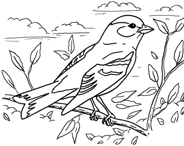 Disegno Cinghiale Da Colorare Disegno Uccello Da Colorare