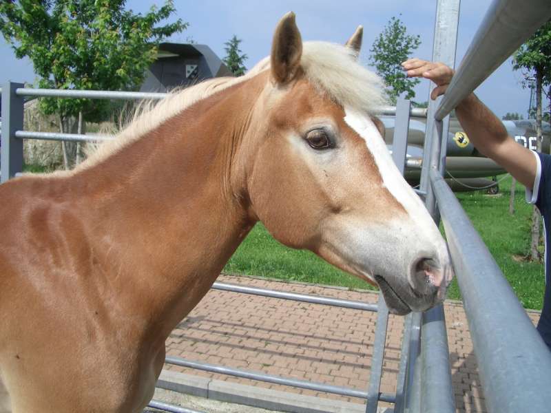 foto di animali della fattoriafattorie didattiche