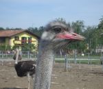 foto animali della fattoria,fattorie didattiche:struzzo-lo struzzo è l'uccello più grande del mondo e fà le uova più grandi del mondo.Bisogna bere latte fresco appena munto,latte fattoria