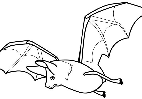 disegno di pipistrello da colorarepipistrello m