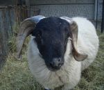 foto animali della fattoria,fattorie didattiche:pecora-l'ariete è il maschio della pecora ha grandi corna, bere latte fresco appena munto,agriturismo,latte,scuole in fattoria,disegni da colorare per bambini,fattorie didattiche