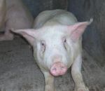 foto animali della fattoria,fattorie didattiche:maiale-il maiale è onnivoro mangia un pò di tutto ma è ghiotto di cereali. bere tanto latte fresco appena munto,agriturismi in provincia di varese