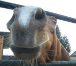 foto animali della fattoria,fattorie didattiche:cavallo-il cavallo è molto curioso,corre veloce e fà alti salti, bere latte fresco appena munto,agriturismi in provincia varese,fattoria didattica,cavallo in fattoria,disegni da colorare