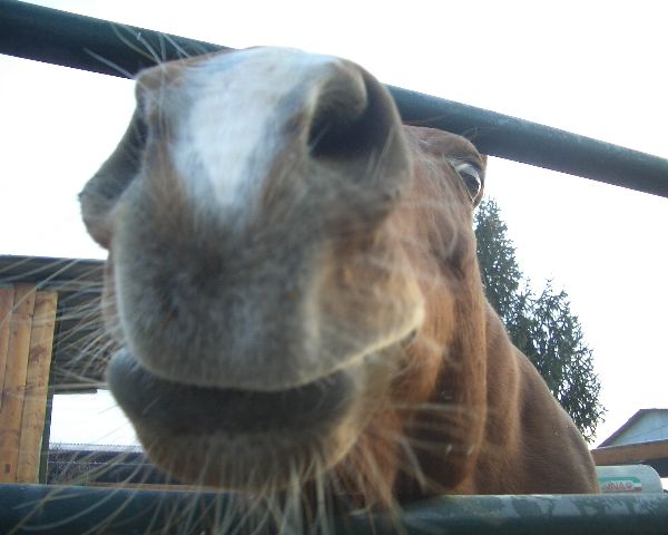 foto animali della fattoriafattorie didatticheca