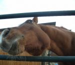 foto animali della fattoria,fattorie didattiche:cavallo-col cavallo si possono fare passeggiate,mamma cavalla difende il suo puledrino. bere latte fresco appena munto,agriturismi in provincia di varese,fattoria